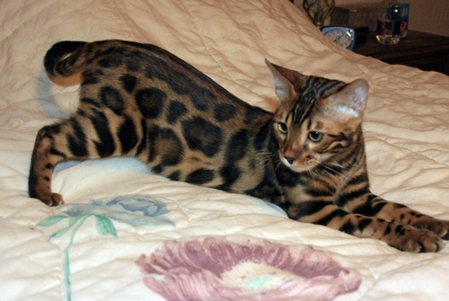 Bengal Kittens